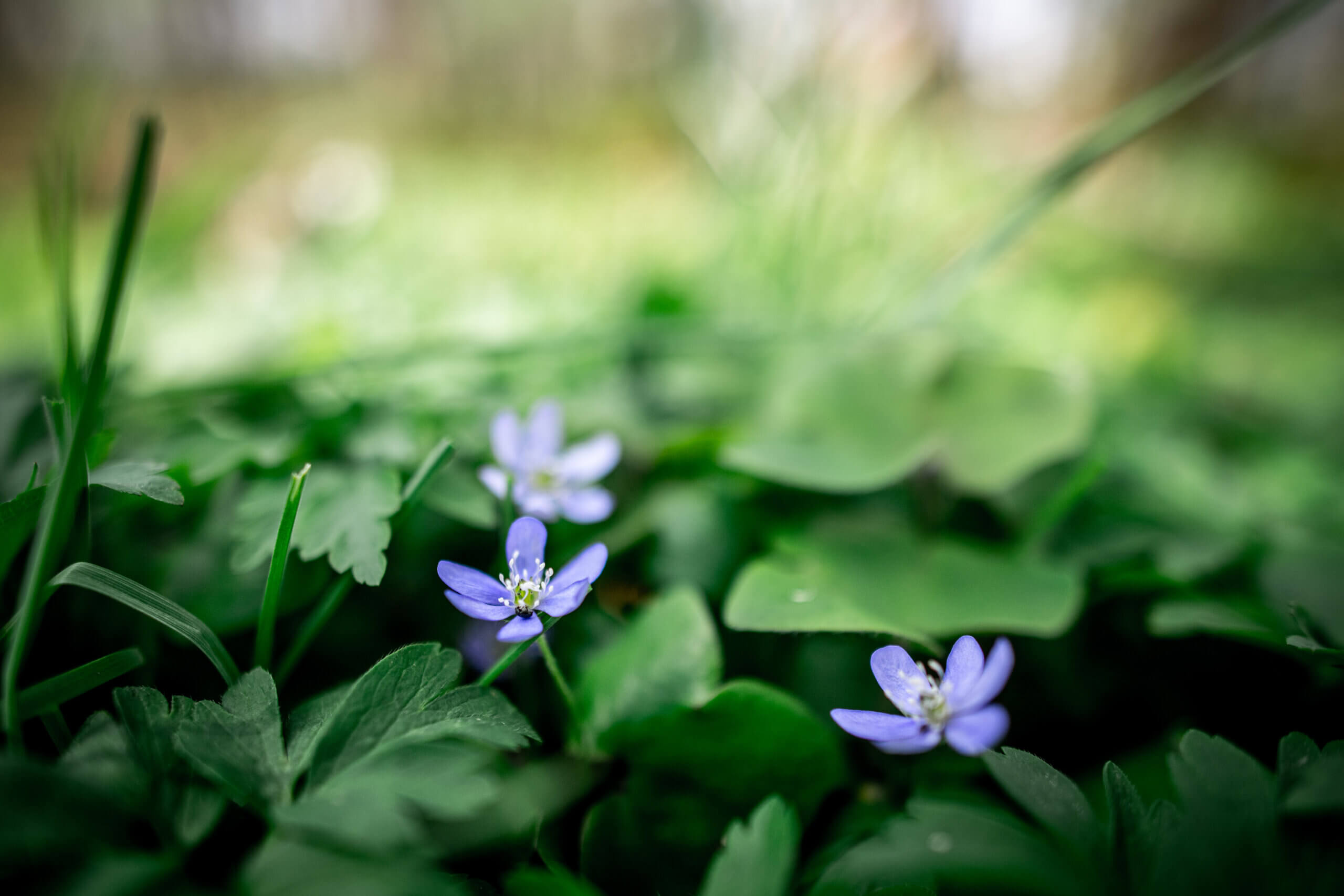Den blå anemone i Kaj Munks have